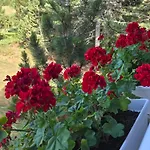 Blidinje Bliss Holiday home